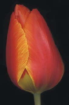 Tulpe1.jpg