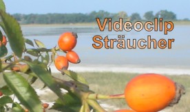 Logo-Sträucher-Video