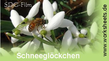 Schneeglöckchen-Biene-Logo
